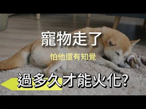 狗狗死後身體變化